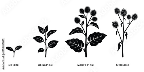 Burdock Plant Life Cycle Stages Vector Illustration: Seedling, Young Plant, Mature Plant and Seed Stage