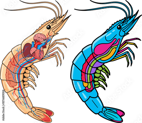 Transparent Shrimp Anatomy Vector Illustration