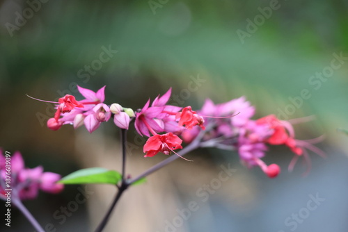 Wallpaper Mural Close up of pink flower with blurred background, soft focus, shallow DOF. Torontodigital.ca