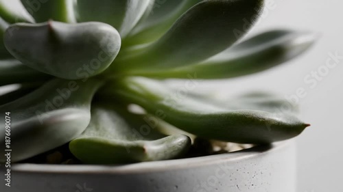 Wallpaper Mural Close Up Video of Echeveria Succulent Plant in Minimalist Pot With Subtle Light Movement Torontodigital.ca