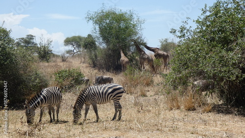 Photography A panoramic wildlife photograph taken in Tarangire National Park, Tanzania