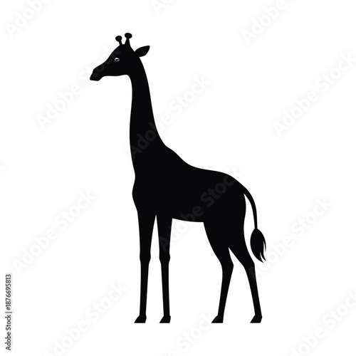 giraffe isolated on white background