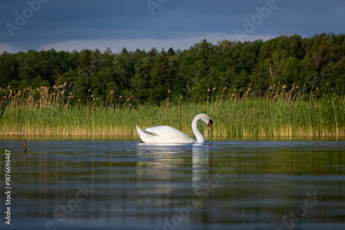 swan on a pond with sky