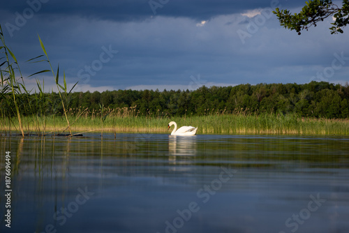 swan on a pond with sky