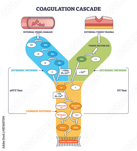 Coagulation cascade outline shows intrinsic and extrinsic pathways converging to a stable fibrin clot, key elements, tissue factor, thrombin, fibrin. Outline diagram