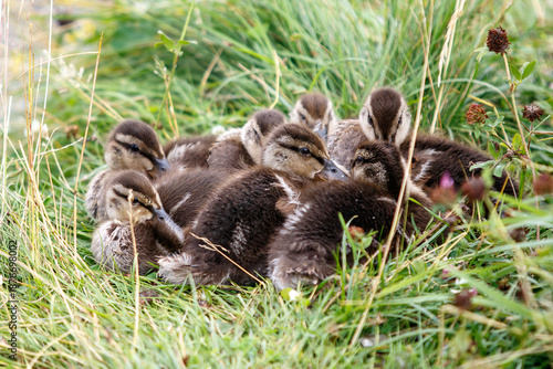 little ducklings in the grass