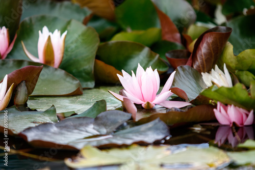 pink water lilies
