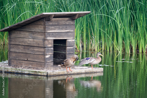 ducks in a wooden house on a pond