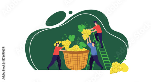 Team of three workers harvesting ripe white grapes in a vineyard, putting them into a large wicker basket during the autumn harvest.
