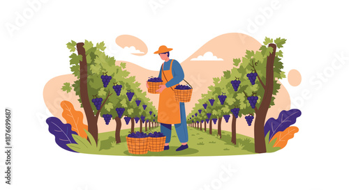 Male farmer wearing an apron and hat harvesting ripe purple grapes in a vineyard, carrying two baskets full of freshly picked fruit.