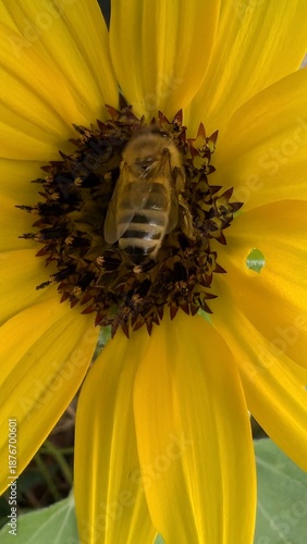 Bienenmahl