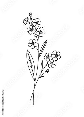 Forget Me Not Spring Flower Vector Illustration