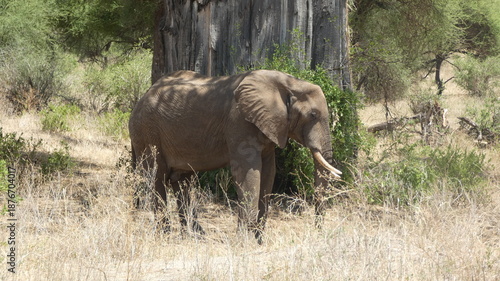 Foto Big African elephant resting under a hugh baobab tree in Tarangire National Park, Tanzania
