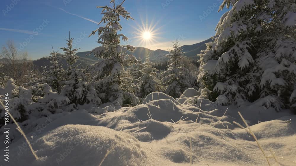 Winter mountain landscape with snow covered fir trees and sun starburst ...