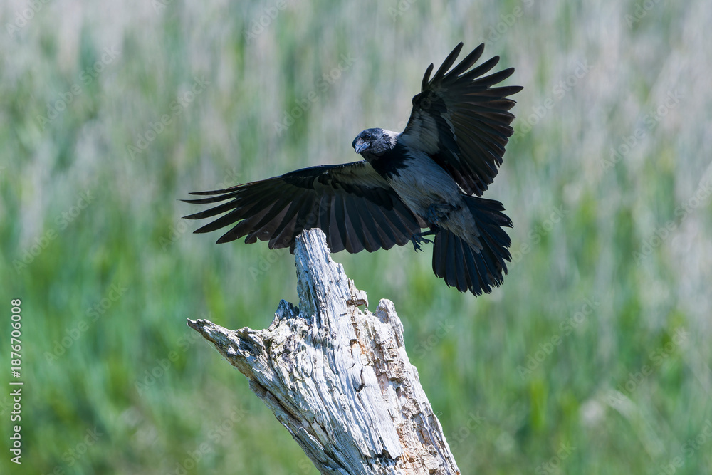 Obraz premium Nebelkrähe bei der Landung auf einen Baumstamm