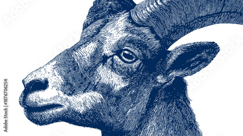 A monochrome graphic of a goat?s head and horns in profile. Details are emphasized with strokes