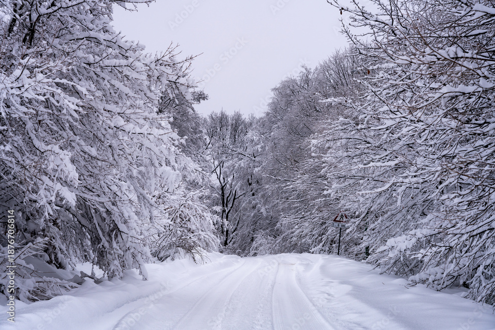 Obraz premium Snow covered road in the forest with white trees