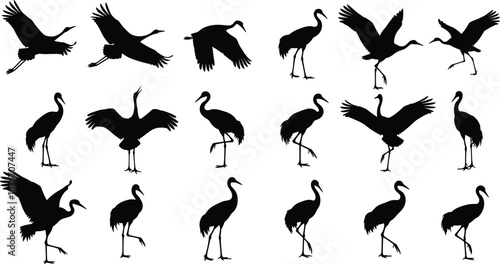 Collection of black crane bird silhouettes in flying, standing, walking, and interacting poses for avian design, nature, biology, and illustration use