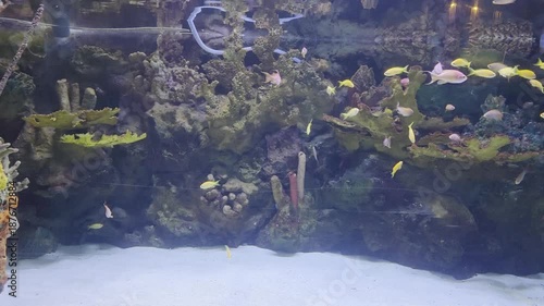 Fish Inside of Aquarium