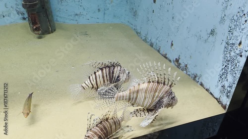 Fish Inside of Aquarium