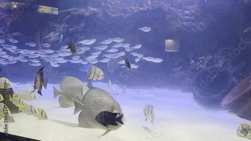Fish Inside of Aquarium