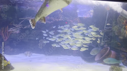 Fish Inside of Aquarium
