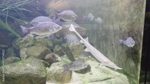 Fish Inside of Aquarium