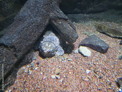 Fish Inside of Aquarium