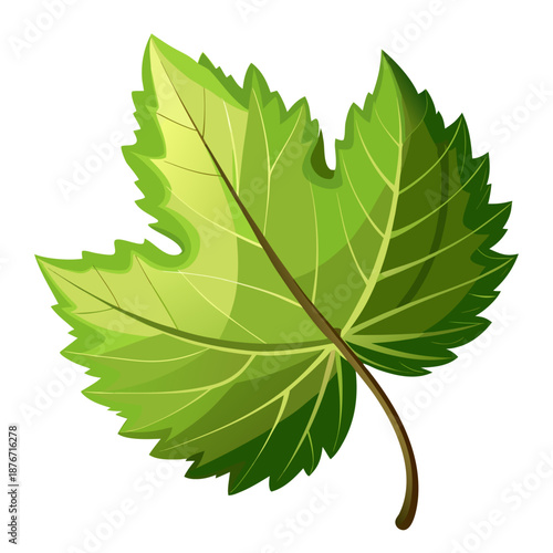 Green Grape Leaf with Veins and Stem Vector Illustration