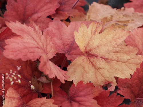 Heucherella alba 'Sweet Tea'