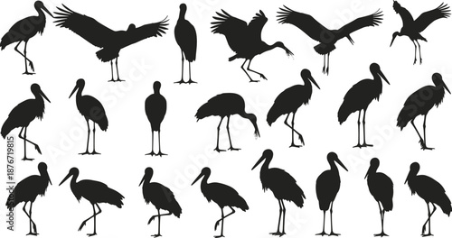 Large collection of black stork silhouettes featuring various standing and flying poses for wildlife conservation nature education and wetland bird habitat design projects