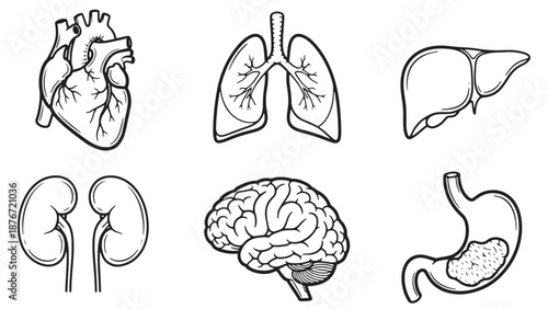 Comprehensive anatomical set of human internal organs featuring lungs heart brain liver and kidneys for medical education and clinical healthcare business resources.