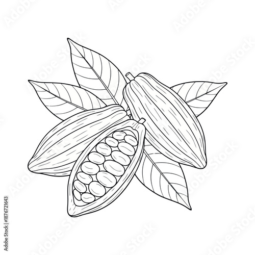 Black and white illustration of cocoa pods and leaves