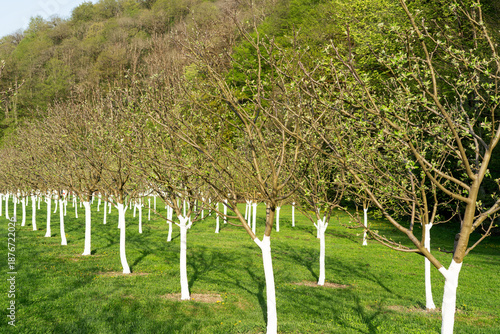 grove of young apple trees with the first green fresh leaves and whitewashed trunks, an apple orchard in spring, gardening and fruit growing