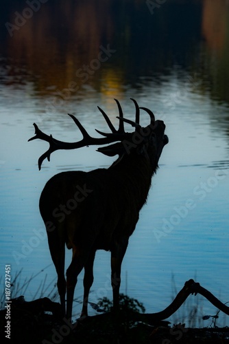 deer in the water