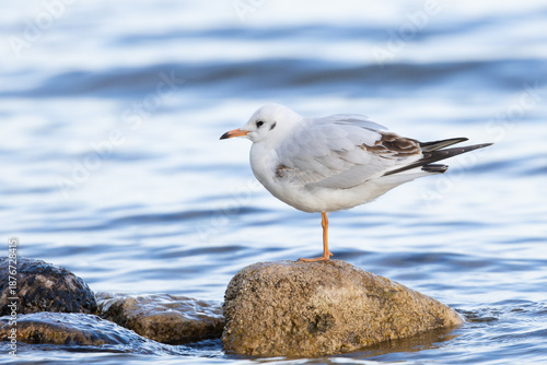 Lachmöwe im Winterkleid