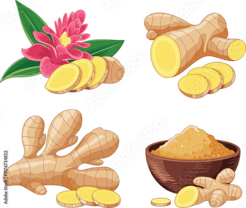 Fresh colorful ginger root vector set, hand drawn spice sketches with sliced ginger and powder icons