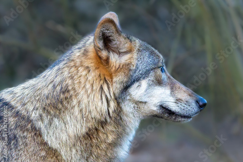 Kopf eines weiblichen Wolfes in der Seitenansicht