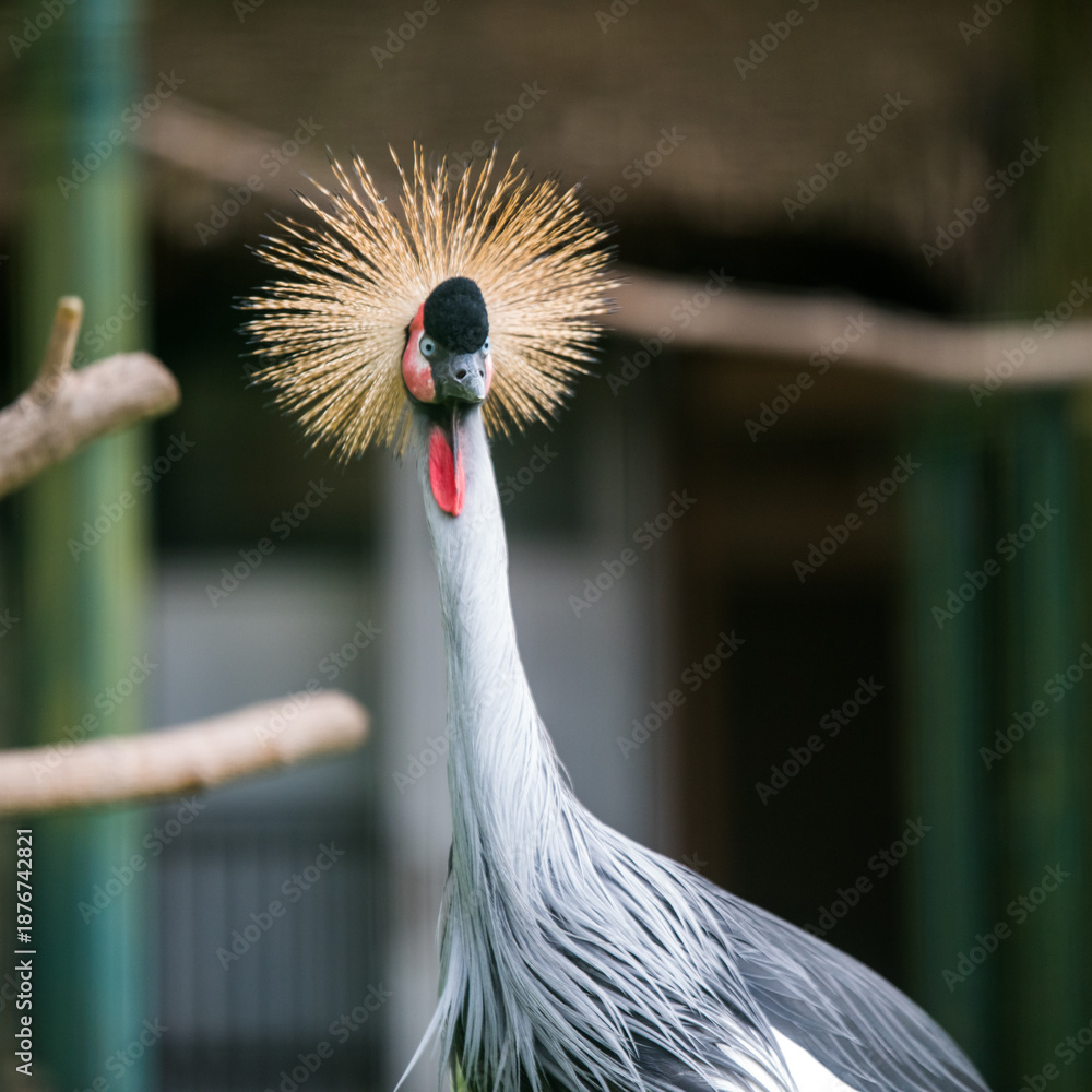 Fototapeta premium Close up of profile of African grey crowned crane