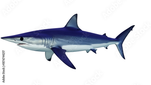 Blue shark PNG isolated on transparent background, predatory sea animal with streamlined body and powerful tail for marine life concepts