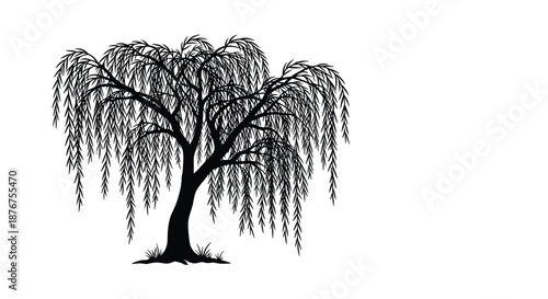 Elegant black silhouette of a graceful weeping willow tree with drooping branches, isolated on a clean white background for design.