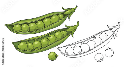 Green pea pods with round peas inside shown in two colored versions and one simple black and white outline drawing.