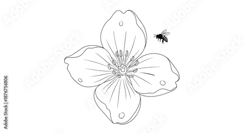 Black and white line art illustration of a blooming four-petal flower with a small honeybee flying nearby on white.
