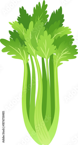 Celery bunch fresh green vegetable food ingredient