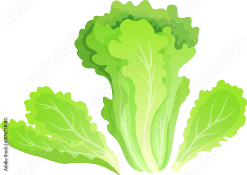 Fresh green lettuce leaves showing organic farm produce