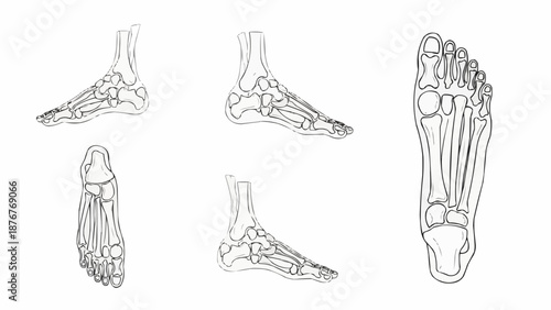 Anatomical Illustration of Human Foot Bones from Multiple Angles.
