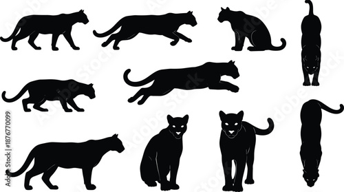 Panther silhouettes, walking, running, leaping, sitting, standing, animal motion, nature illustration, gray background, feline anatomy, wildlife behavior