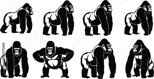 Powerful gorilla mascot set with muscular silverback ape illustrations in various poses for sports logos gym branding and wildlife vector designs