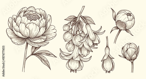 Vintage botanical sketches of peony and pomegranate flowers and buds in a classic hand drawn engraving style on cream background.