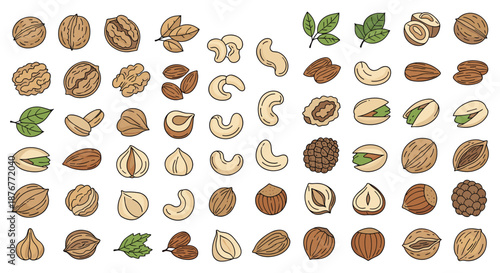 Extensive collection of various nuts and seeds including walnuts, almonds, pistachios, cashews, and hazelnuts illustrated with green leaves.